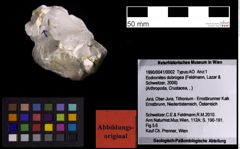 Foto (Objekt + Etiketten) von Eodromites dobrogea (Feldmann, Lazar & Schweitzer, 2006) (NHMW-GEO-1990-0041-0002)